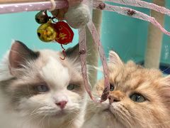 -猫宠乐园·专业洗护