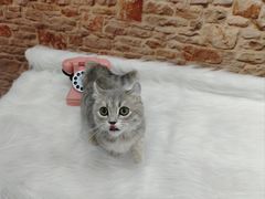 -1013 PET SHOP精品宠物商店(丁香店)