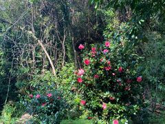 -广州白江湖森林公园