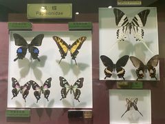 -上海昆虫博物馆