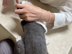 -义乌市派和宠物医院(贝村诊所)