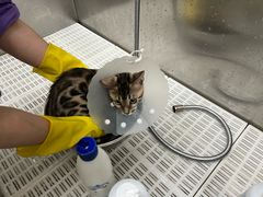 -北京观赏动物医院·24小时大型综合·猫专科·异宠专科