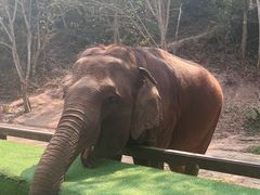 -野象谷景区