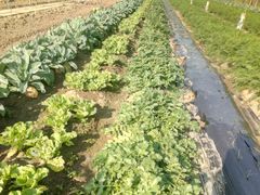 -上膳源有机农场