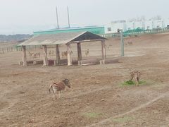 -新疆天山野生动物园