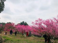-秀丽东方