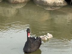 -池杉湖湿地公园