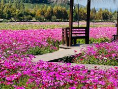 -径山花海