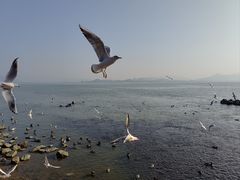 -深圳湾公园(南山区)
