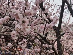 -桃花堤公园