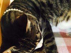 -海边的猫和咖啡馆