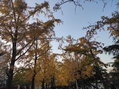 -八大关景区