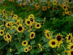 -国家植物园南园