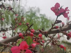 -古塔公园