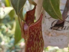 -中国科学院西双版纳热带植物园