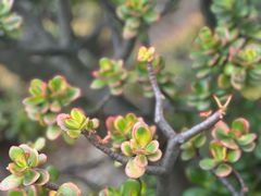-墨尔本皇家植物园