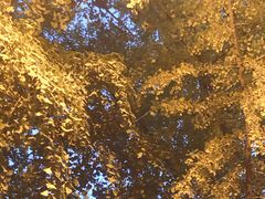 -三里屯东五街银杏大道
