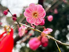 -无锡梅园公园