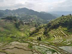 -紫鹊界梯田景区