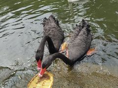 -海南热带野生动植物园