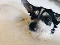 -PETKIT小佩宠物(古北店)