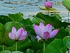 -丁香湖公园