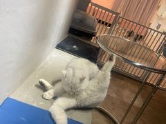 -浣熊柯尔鸭土拨鼠·电玩咖