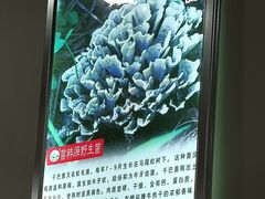 野生菌图片-菌粹源野生菌(木水花市场店)