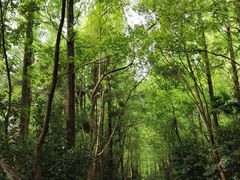 -东平国家森林公园