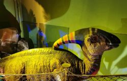 -恐龙探索乐园(磁器口店)