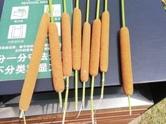 -春花秋色城市公园