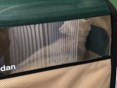 -东方名猫馆·英短金渐层布偶猫舍(环线广场1号楼店)