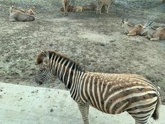 -上海野生动物园