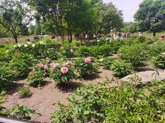 -黑龙江省森林植物园