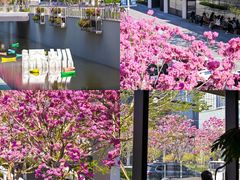 -深圳湾万象城(南山店)