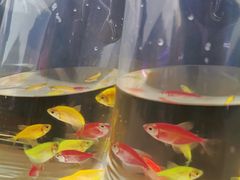 -华声天桥民俗文化园