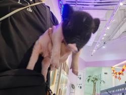 -Moni星球萌宠·小马宝莉·灵蛇·高端高阶全萌宠互动体验俱乐部(红豆国际广场店)
