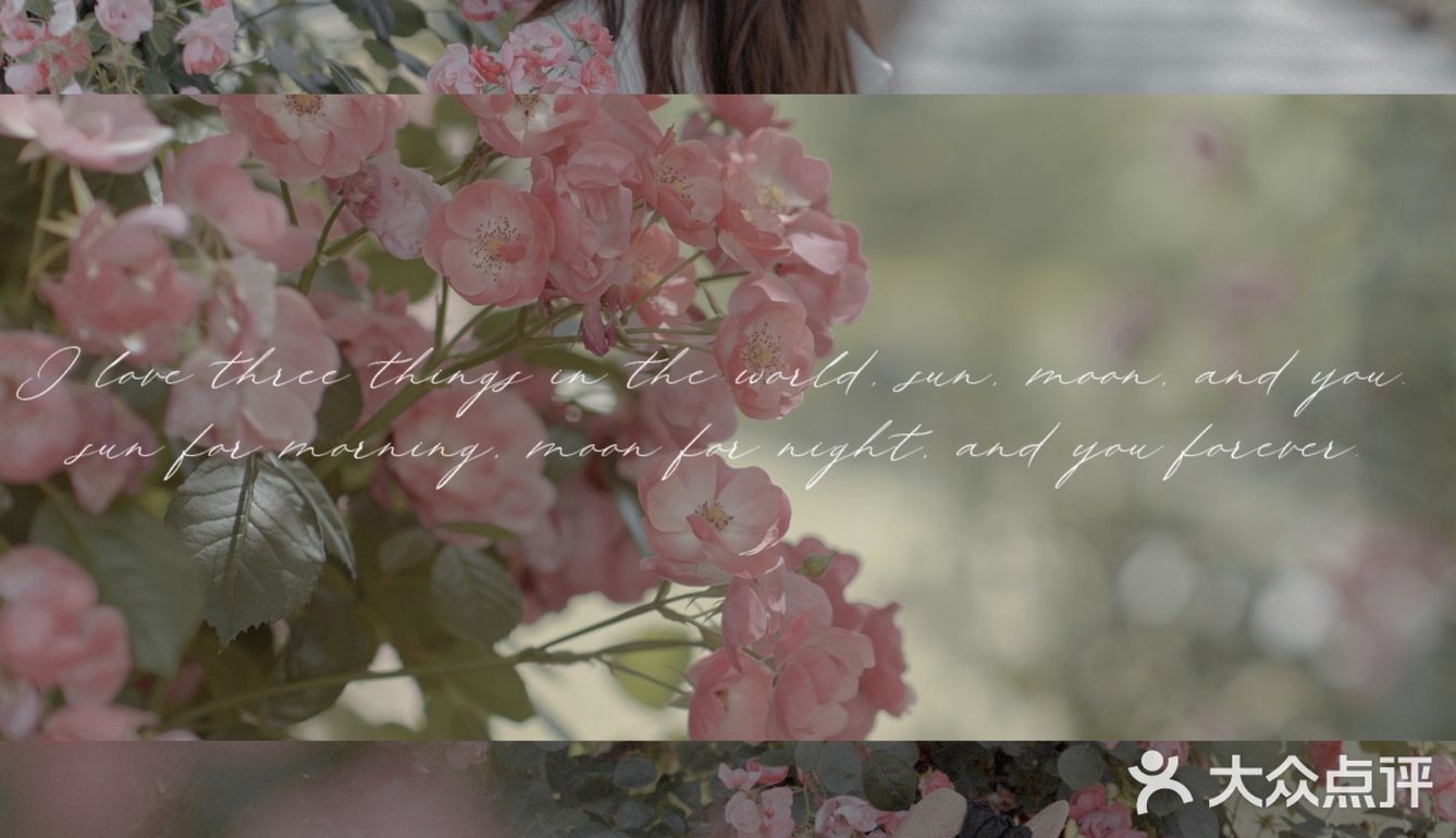 上海花季｜百米月季长廊绽放了，宛如少女的法式梦境