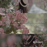 上海花季｜百米月季长廊绽放了，宛如少女的法式梦境