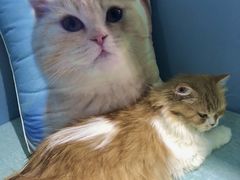 -喵的天空名猫咖啡馆·撸猫·猫舍·用品