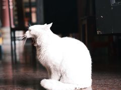 -莽子老火锅(大坪店)