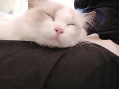 -momokira米努特·德文卷毛猫·棉花面纱犬