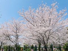 -顾村公园