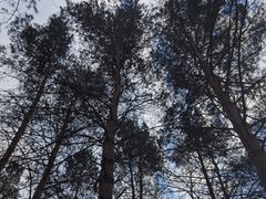-黑龙江省森林植物园