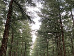 -塞罕坝国家级自然保护区