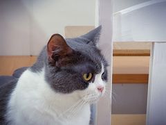 -李小姐の猫咖啡馆(五角场店)