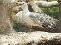 -石家庄市动物园