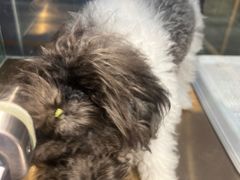-FAELING PETS美天灵宠物(富力广场店)