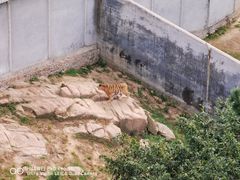 -西霞口神雕山野生动物世界