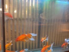 -菊上料理(蜀山银泰百货店)